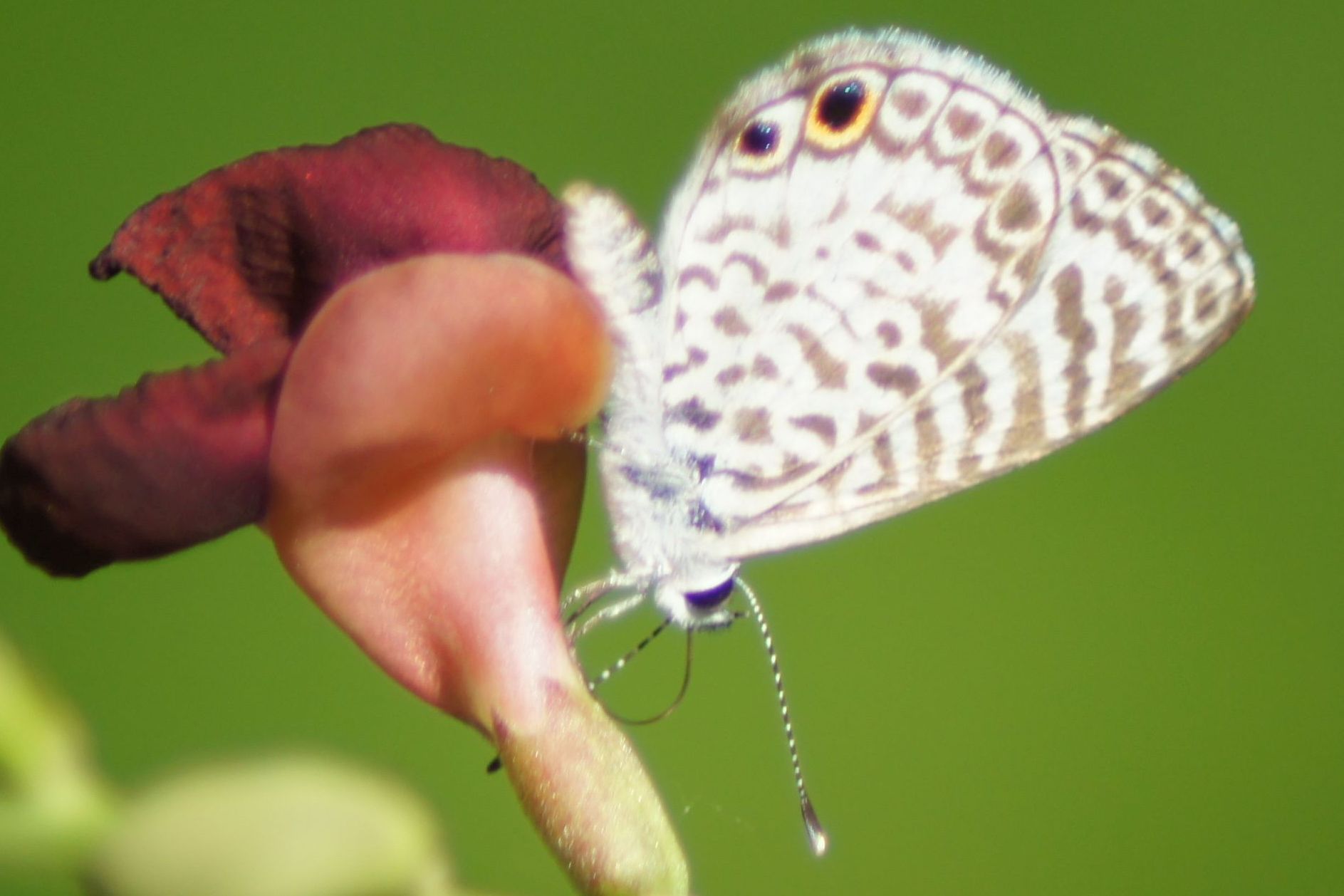 Trygodes herbiferata - Cassius Wanderbläuling